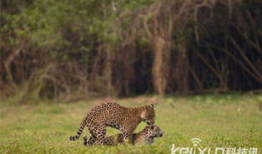 动物性行为视频,性行为视频揭秘